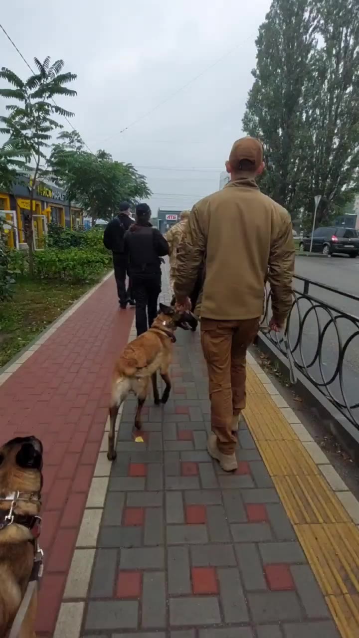 Belgian Malinois urban training