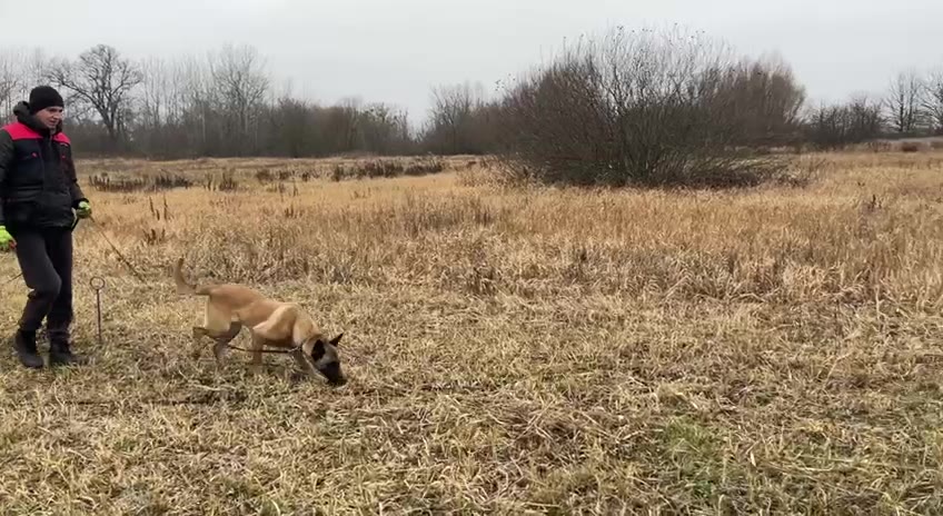 Belgian Malinois field search training