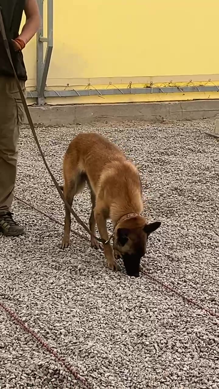 Sector search with a Belgian Malinois — Denis Glinchevsky
