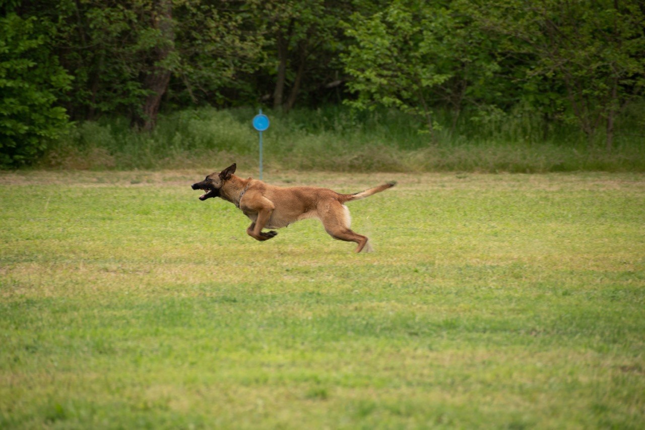 Belgian Malinois during training — Denis Glinchevsky